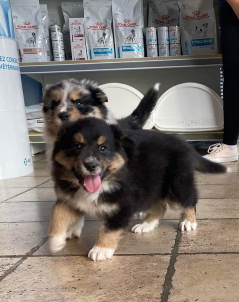 Élevage canin familial : La Ferme des Compagnons - photo 2