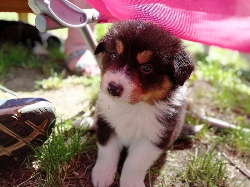 Élevage canin familial : La Ferme des Compagnons - photo 3