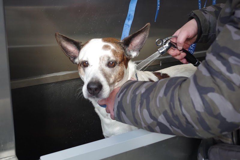 Le Paradis Canin - photo 2