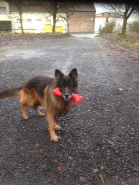 Centre Canin Dramez - photo 1