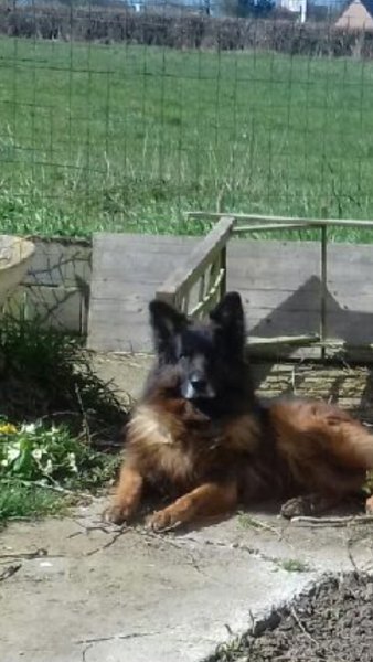 Centre Canin Dramez - photo 2