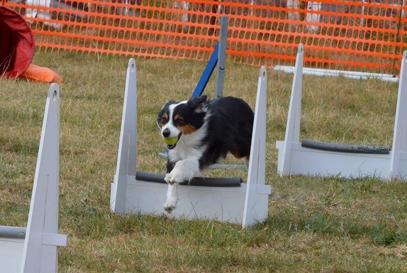 Club d'agility, flyball et d'éducation Solesmes - photo 1