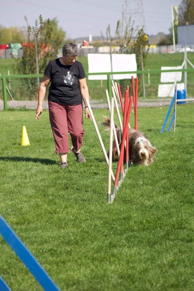 Club d'agility, flyball et d'éducation Solesmes - photo 3