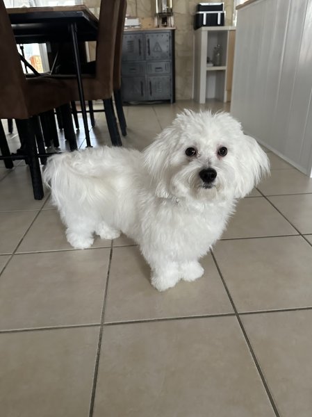 A l'espace canin - photo 2