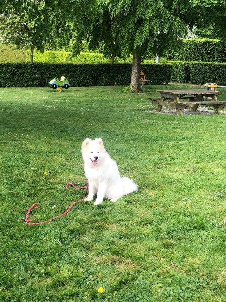 Domaine de la Lumière de Tyché : Education canine (chiots et adultes) - Agility et Dog Dancing - Elevage - photo 3