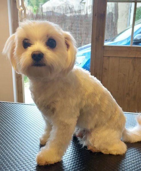 La Maison des Loulous Toilettage Canin