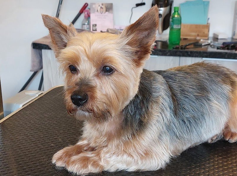 La Maison des Loulous Toilettage Canin - photo 2