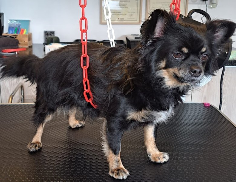 La Maison des Loulous Toilettage Canin - photo 3