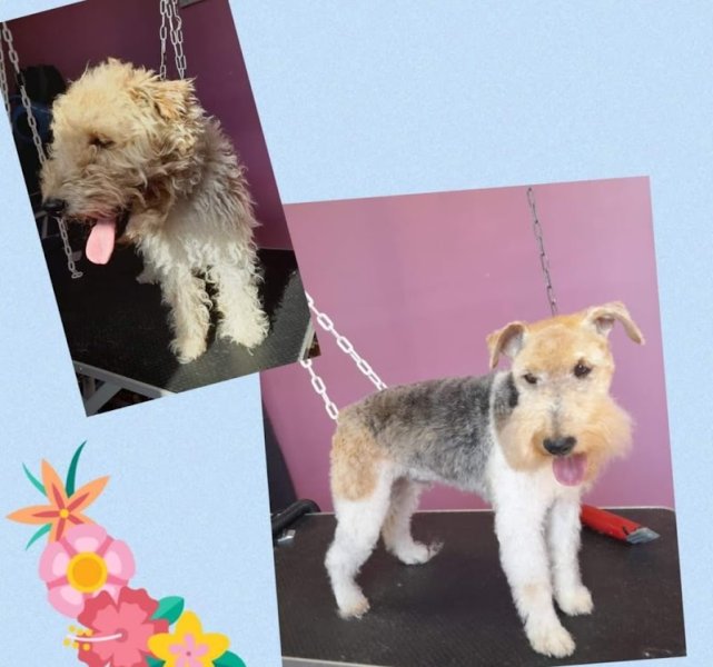 AU BIEN ETRE CANIN - photo 2