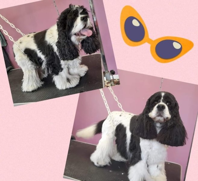 AU BIEN ETRE CANIN - photo 3