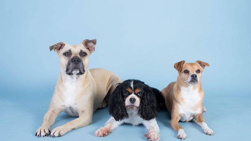 G'duc ton chien - photo 1