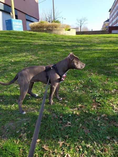 G'duc ton chien - photo 2