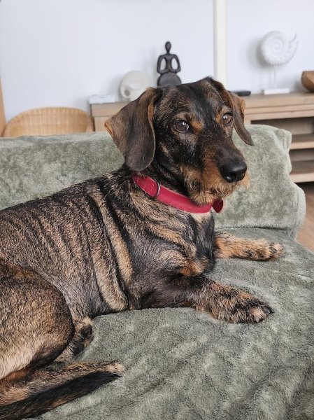 G'duc ton chien - photo 3