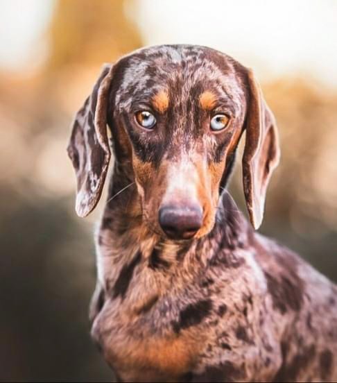 Élevage de l'Enclos ThiéraChien