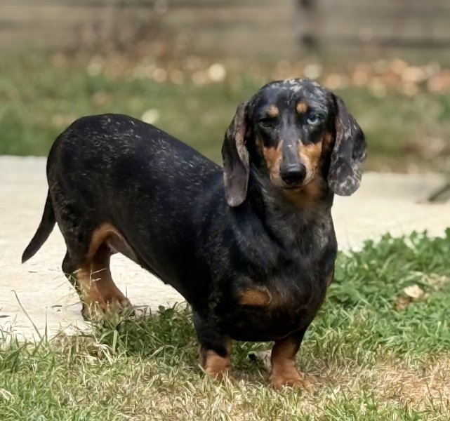 Élevage de l'Enclos ThiéraChien - photo 2