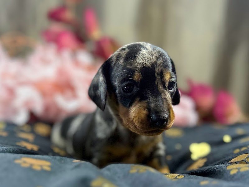Élevage de l'Enclos ThiéraChien - photo 3