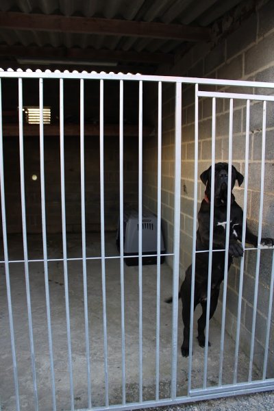 pension canine My Love - photo 3