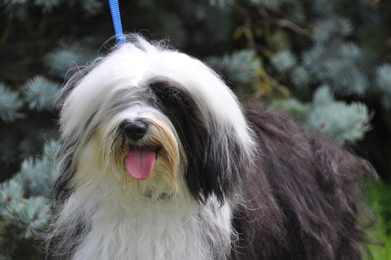 Elevage Canin LING DECHEN - photo 2