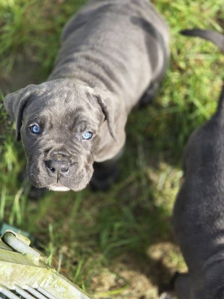 Elevage Canin LING DECHEN - photo 3