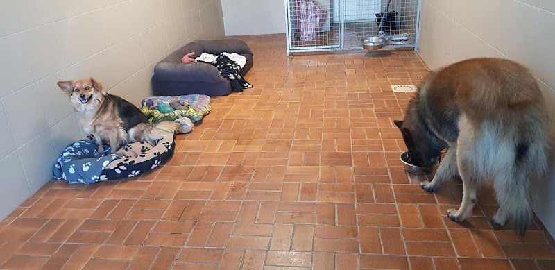 Pension Canine Florent Plomion - photo 2