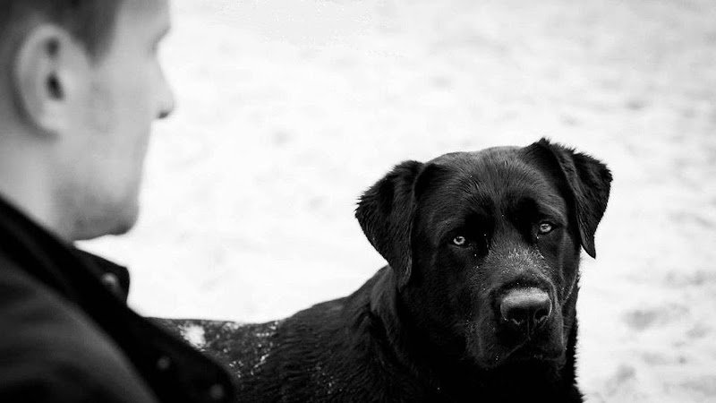 Harmonie Canine - photo 1