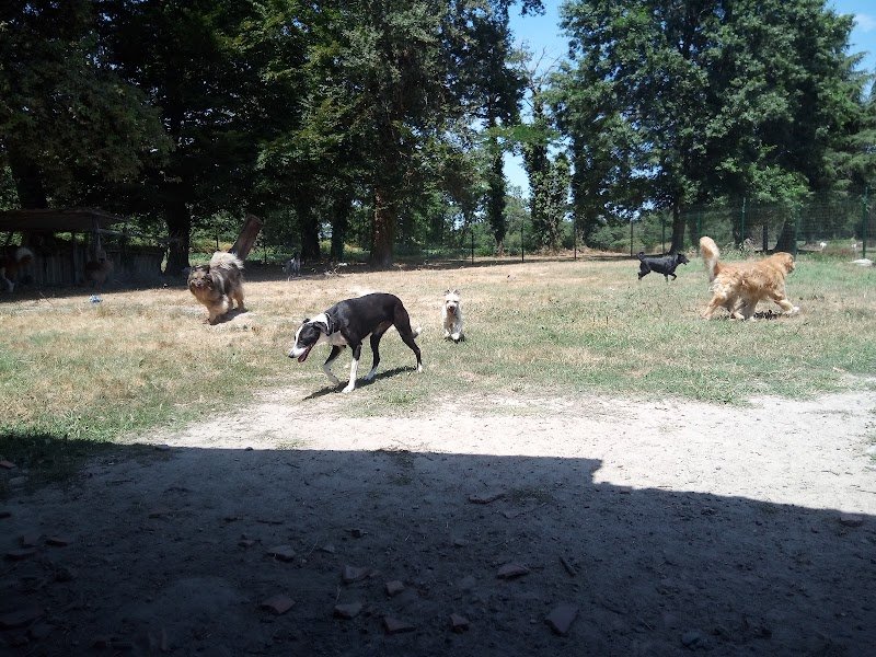 Harmonie Canine - photo 2