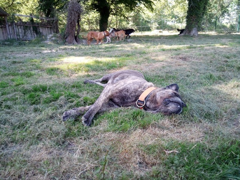 Harmonie Canine - photo 3