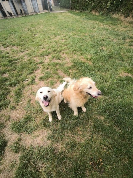Pension canine des Hauts d'Autrêches