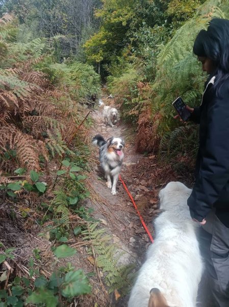 Human Dog Harmony - photo 2