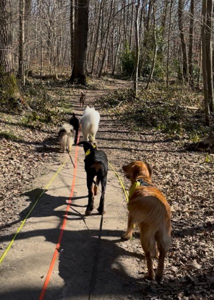 Human Dog Harmony - photo 3