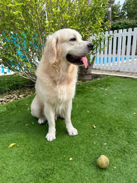 Warg Comportement - photo 2