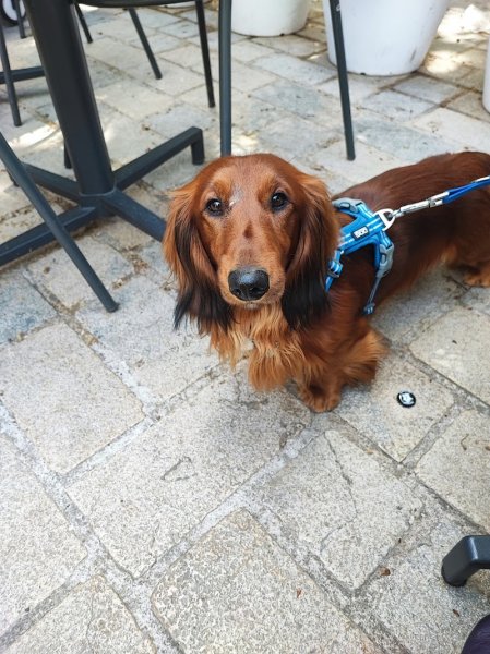 Warg Comportement - photo 3