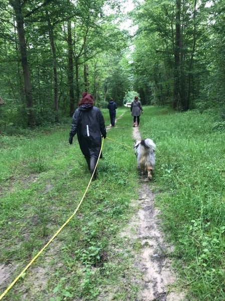 Romy Sauvageot - Kiffe ton chien