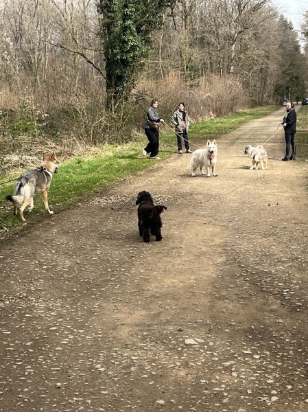 Romy Sauvageot - Kiffe ton chien - photo 2