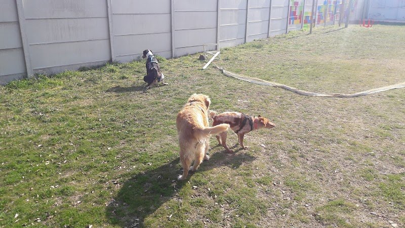 Romy Sauvageot - Kiffe ton chien - photo 3