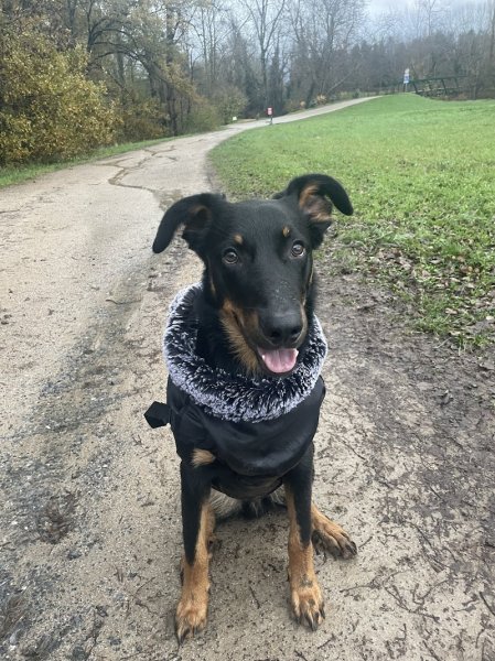 Lola éducatrice comportementaliste canine - photo 2