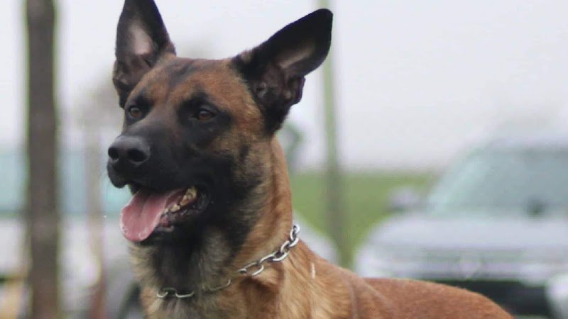 Tylou éducateur canin - soins énergétiques sur les animaux