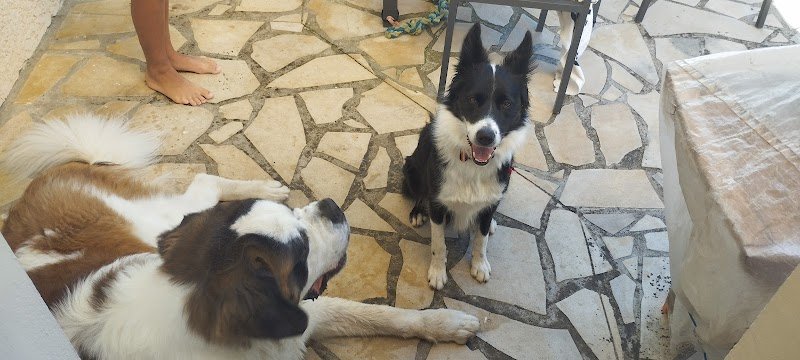 Tylou éducateur canin - soins énergétiques sur les animaux - photo 2