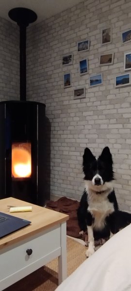 Tylou éducateur canin - soins énergétiques sur les animaux - photo 3