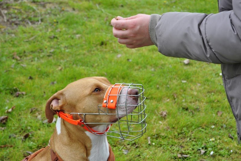 Uta'titude - Education canine et comportementaliste