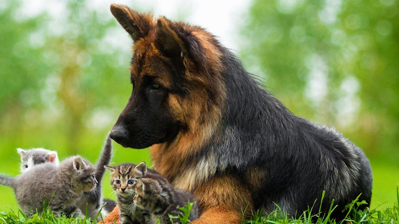 Résidence Canine et Féline - photo 1