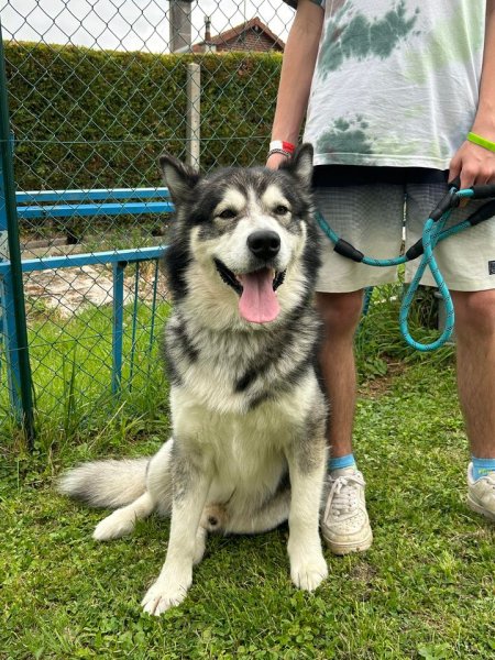 Rog'Company : Éducateur Comportementaliste Canin - photo 3