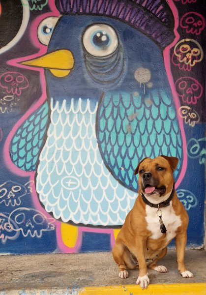 Coeur sur la Patte : éducateur, comportementaliste canin et petsitter