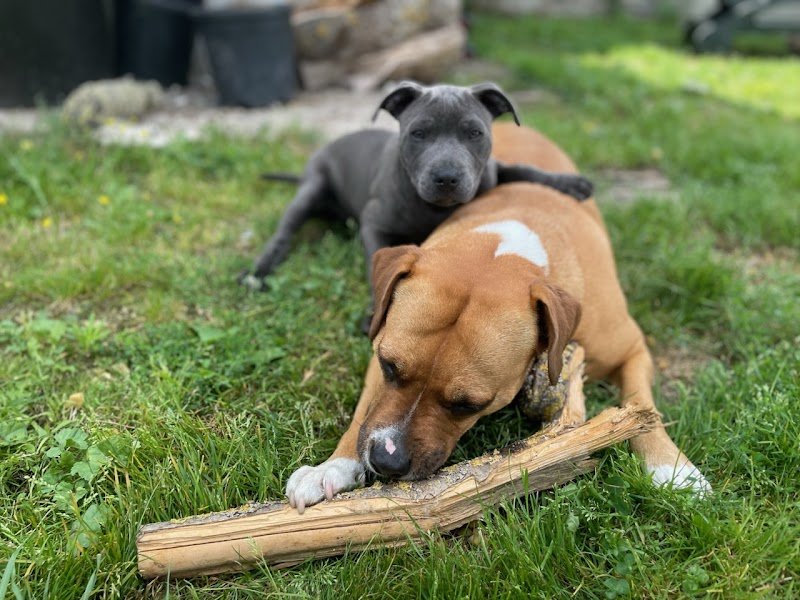 Coeur sur la Patte : éducateur, comportementaliste canin et petsitter - photo 2