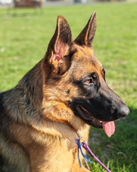 Coeur sur la Patte : éducateur, comportementaliste canin et petsitter - photo 3