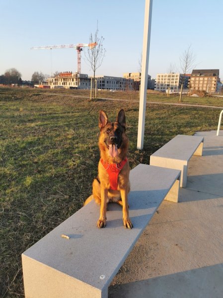 Elodie taillieu-educateur Comportementaliste canin-