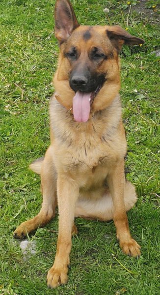 Elodie taillieu-educateur Comportementaliste canin- - photo 2