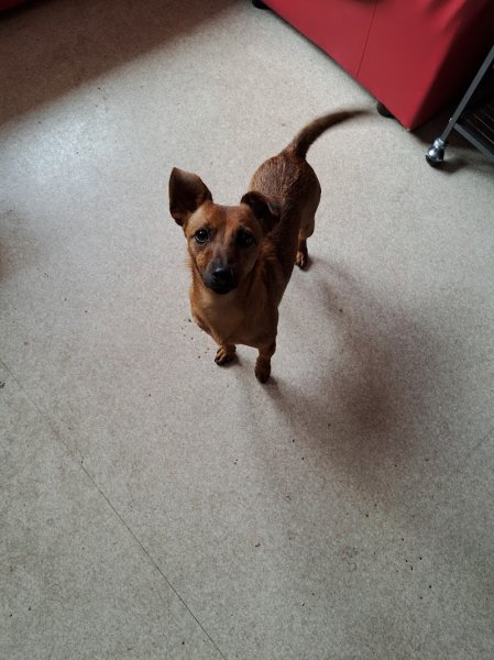 Elodie taillieu-educateur Comportementaliste canin- - photo 3