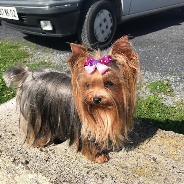 Au Bain Canin - photo 2