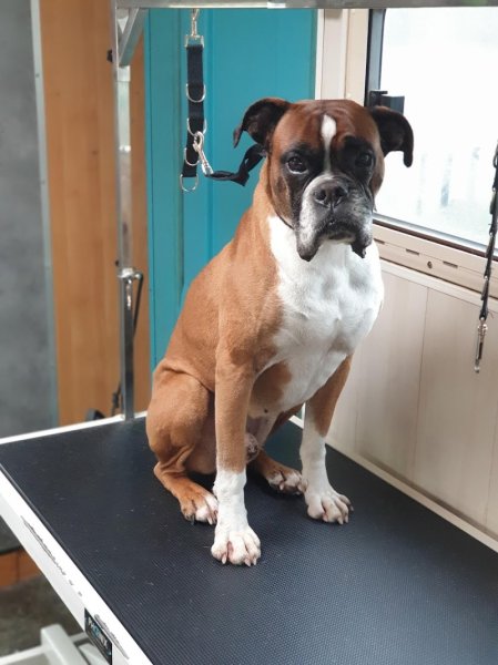 Au Bain Canin - photo 3